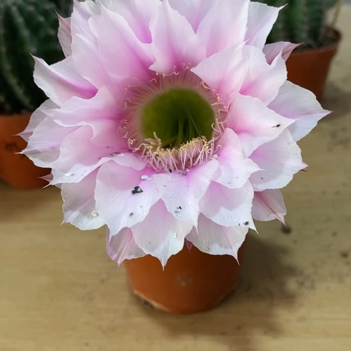 ?***?彩草仙人球系列