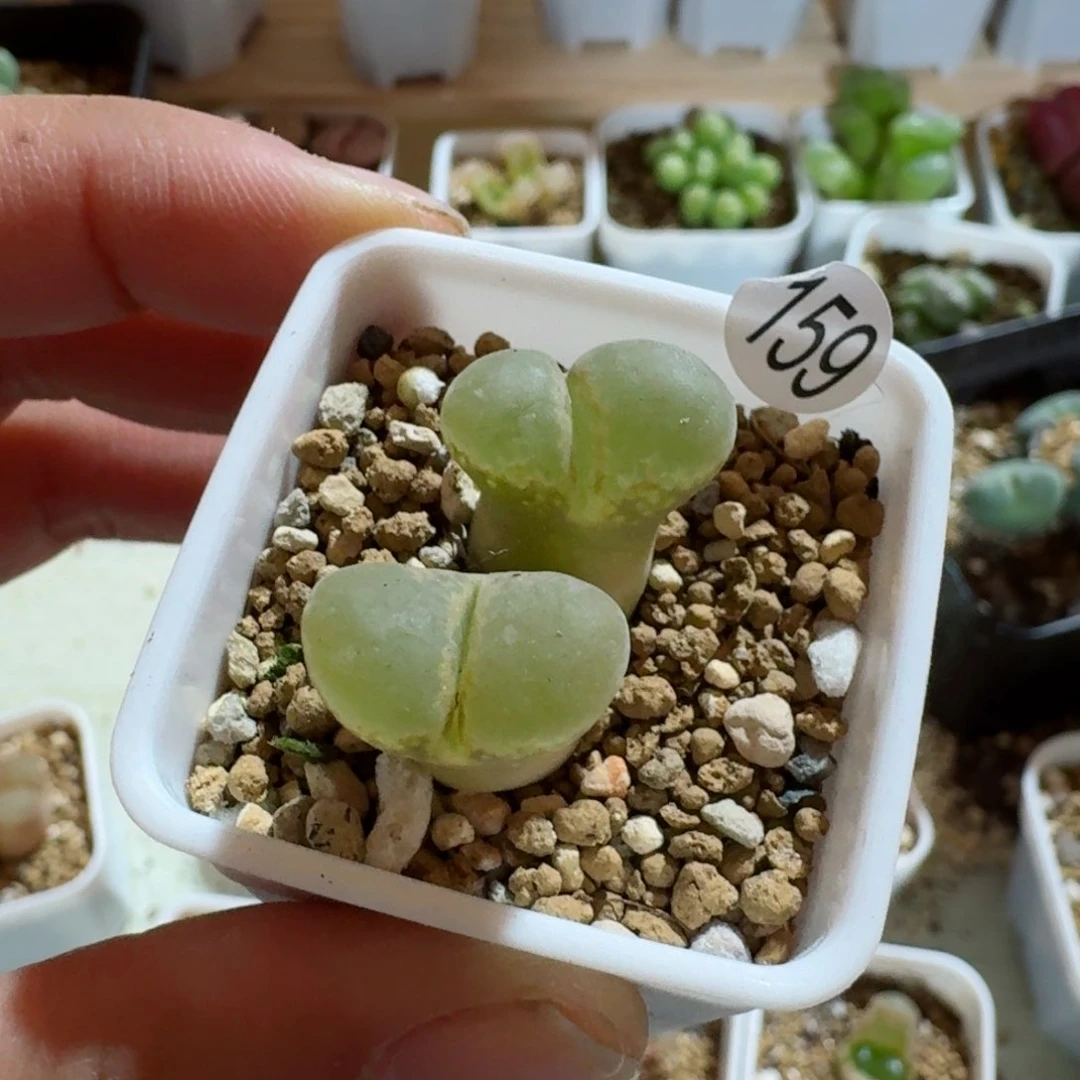 谦**沉159.....多肉.....