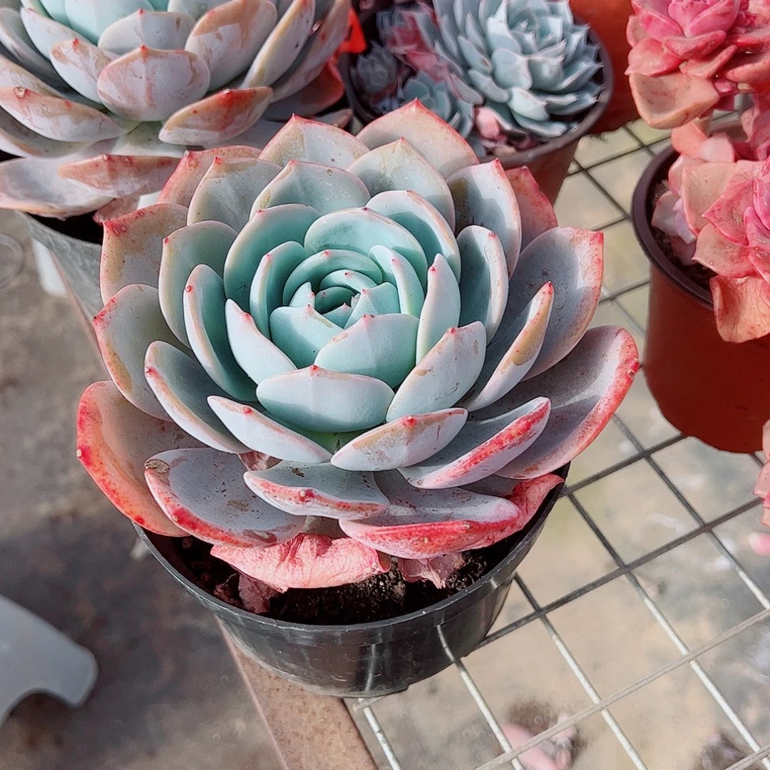 凤橙大单头精品特价