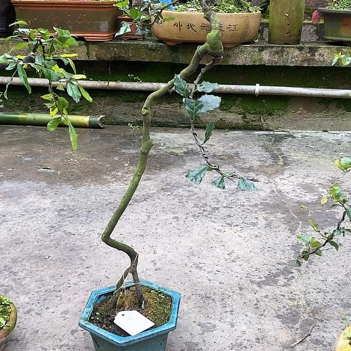 喜*原生小老根艺238