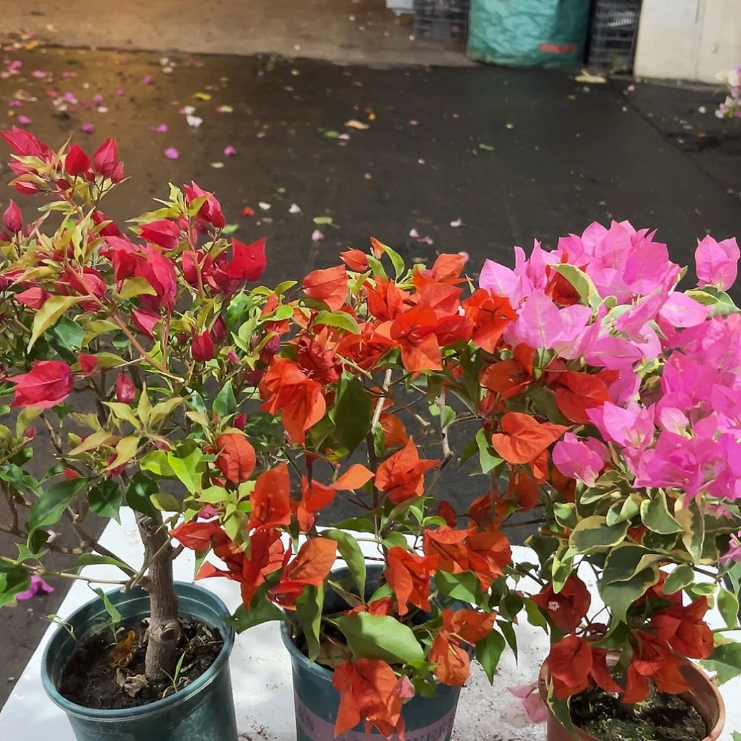 完全开放紫桑巴，红桑巴，蜡染粉