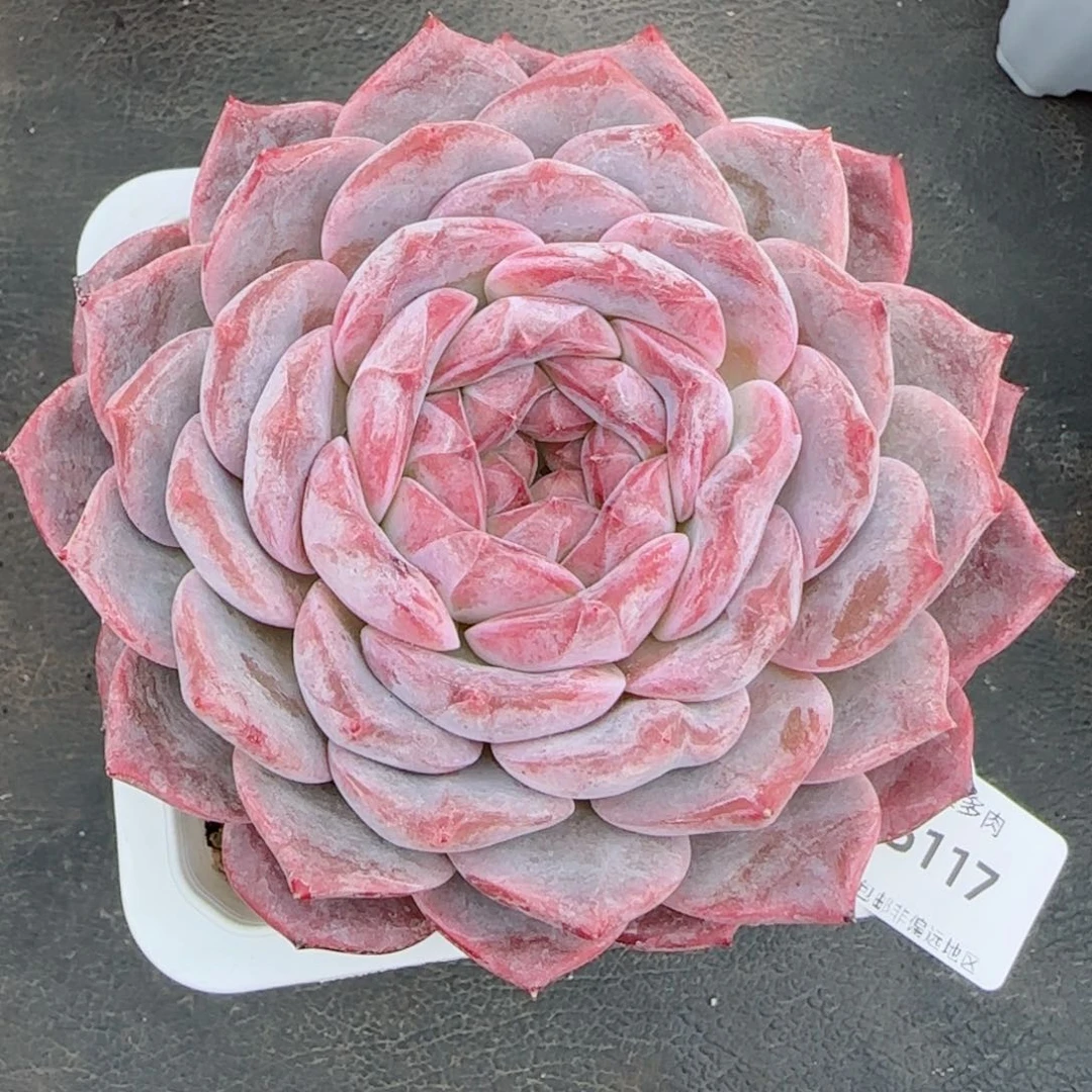 母本冰魄，5117多肉植物