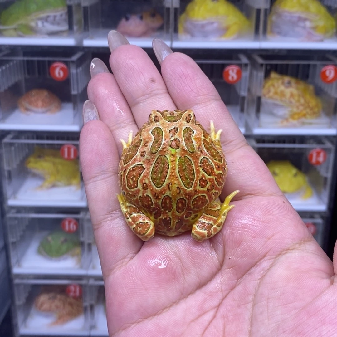 角蛙恭喜发财大吉大利