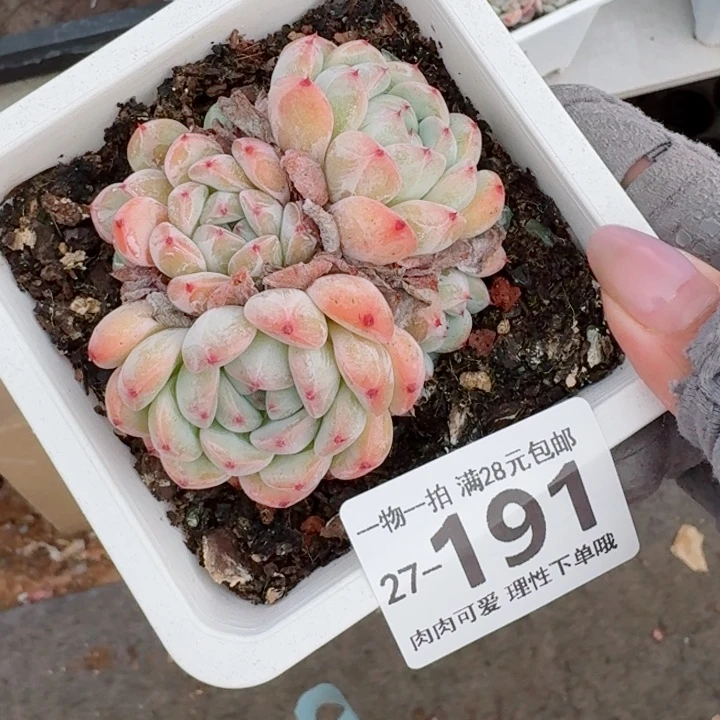 雪爪无盆土无盆土发货无