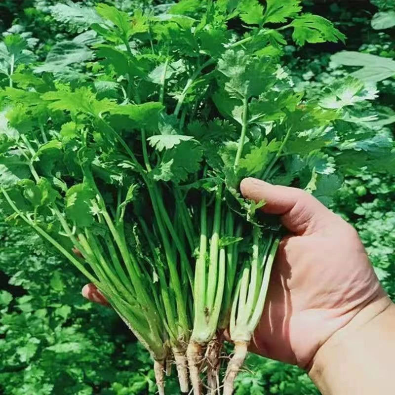 河南农家新鲜香菜