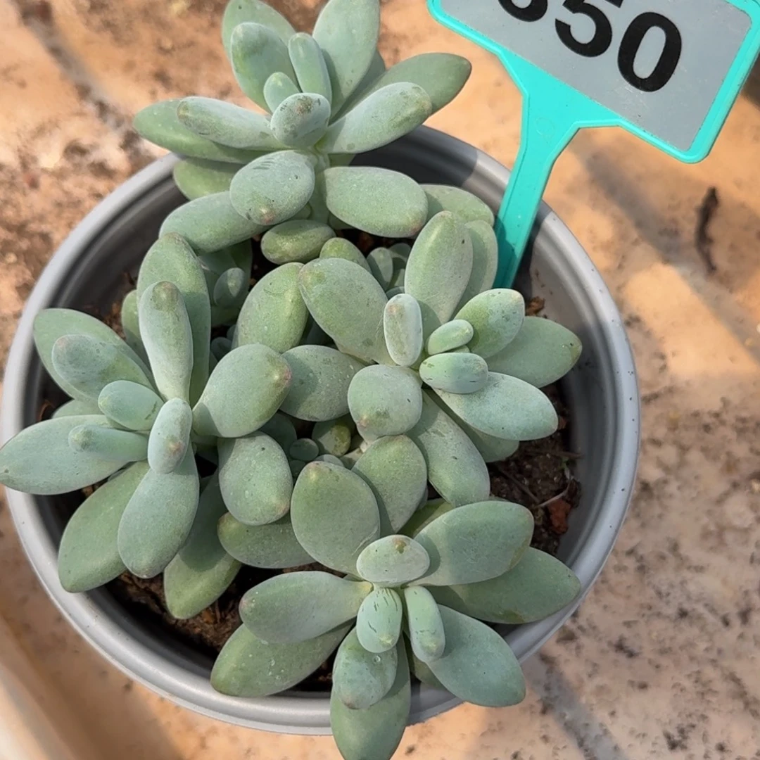 三明治美人多肉植物350