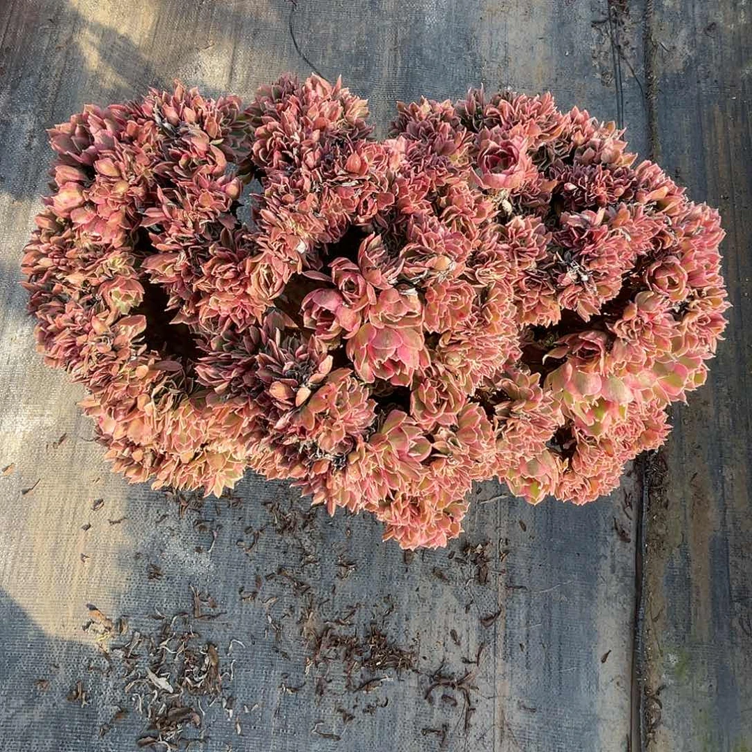 【闪购商品】无花朵用****6粉女巫