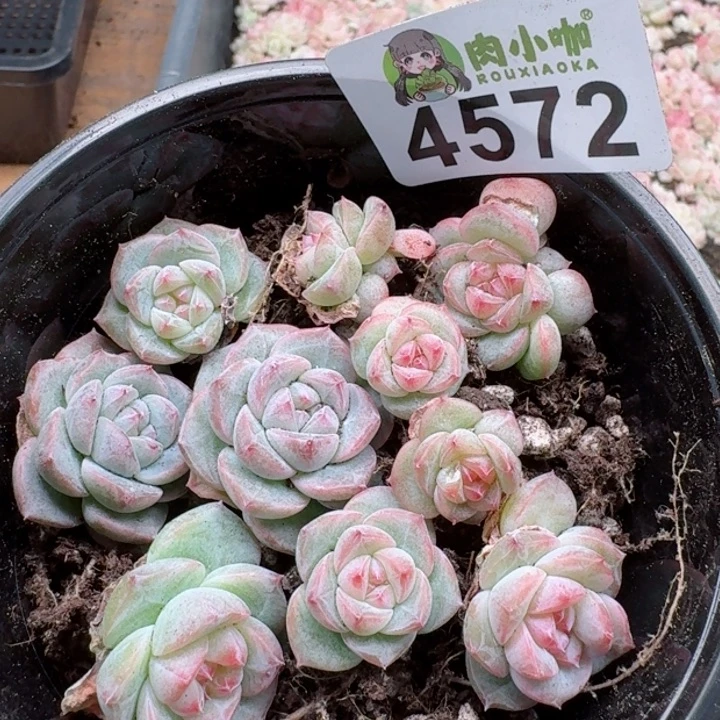 多肉植物多肉植物