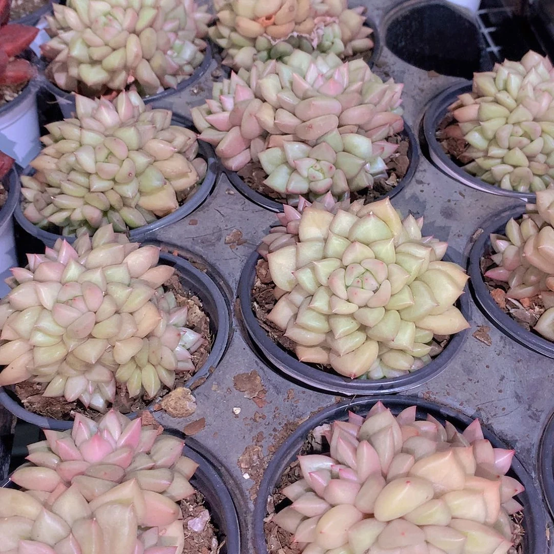 黄金象牙3567789990000