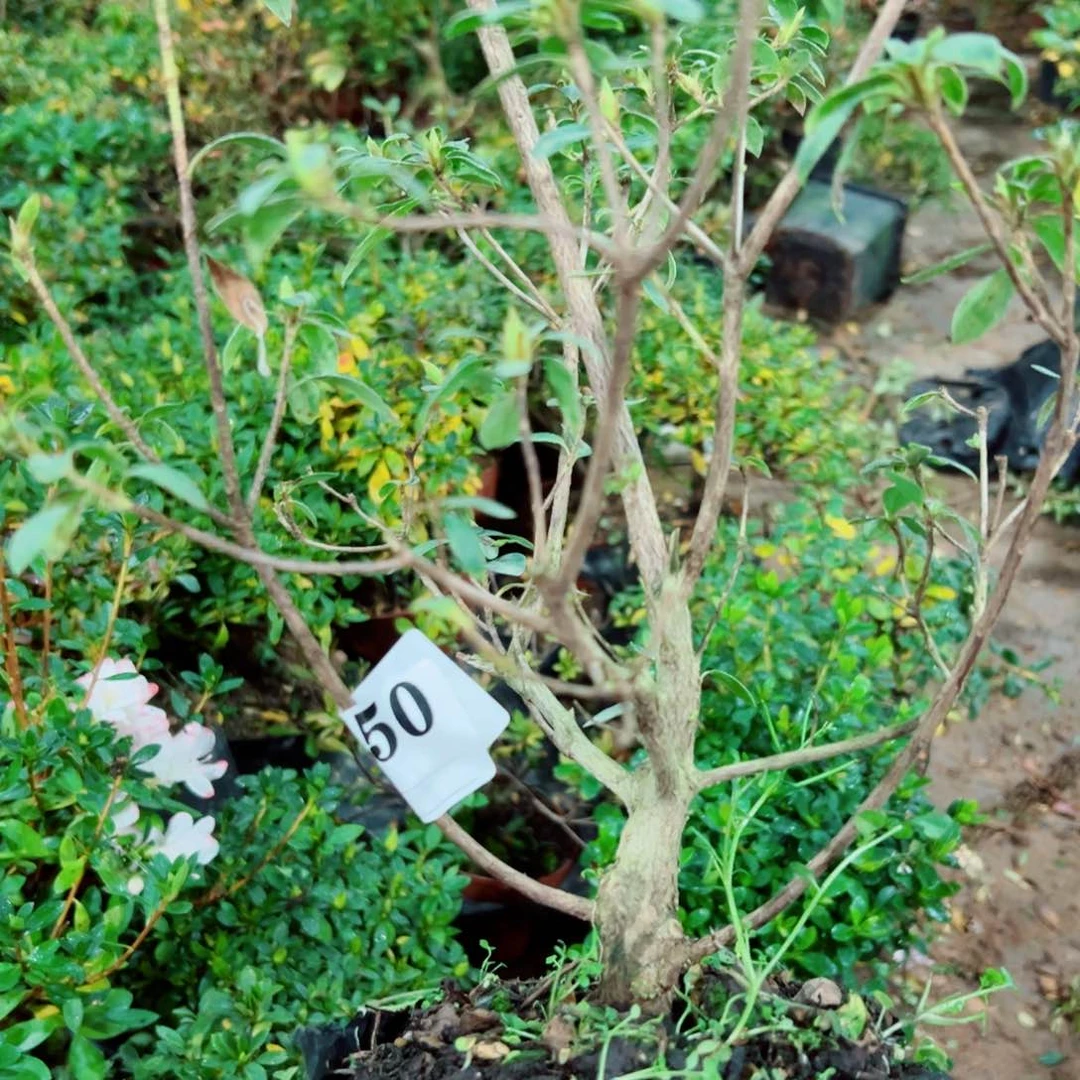 完全开放王****}杜鹃花科植物有花
