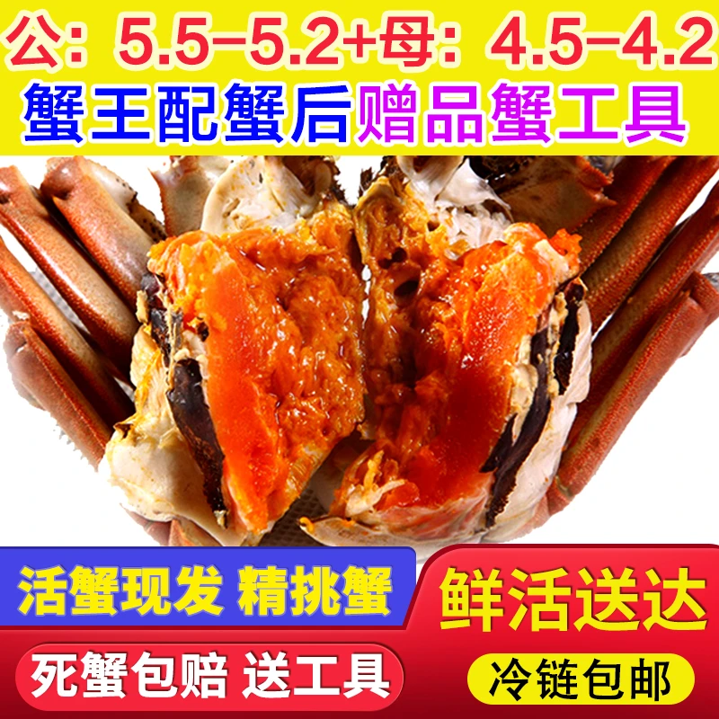 【活蟹】【大蟹王+大蟹后】 苏州精品大闸蟹 公5.5-5.2两母蟹4.5-4.2两4/6/8只顺丰/京东冷链赠吃蟹工具精美礼盒