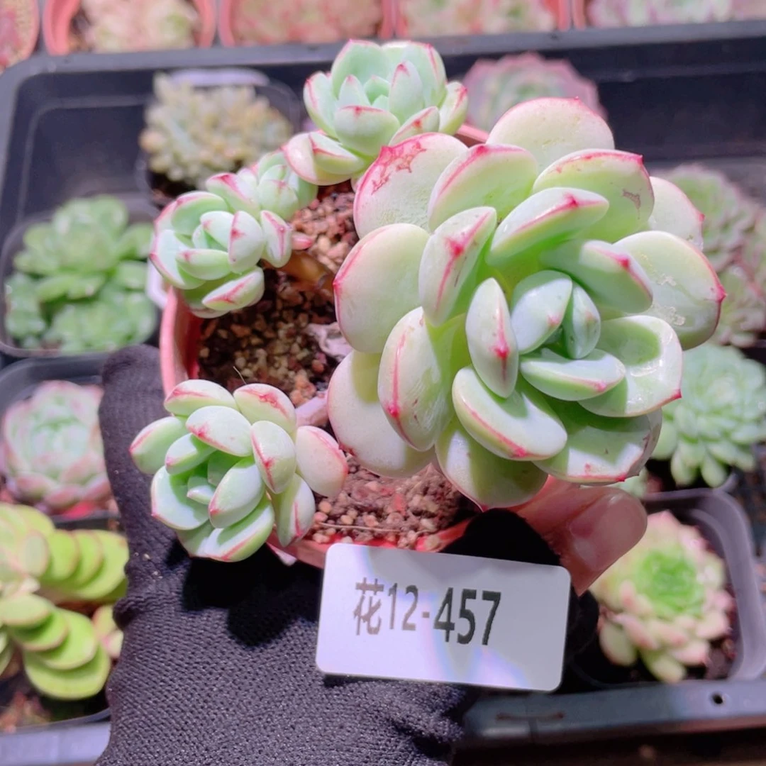 花利美12-457香草
