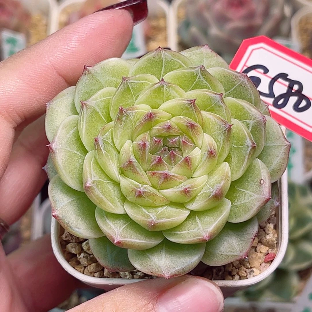 G580一物一拍 二代雪花