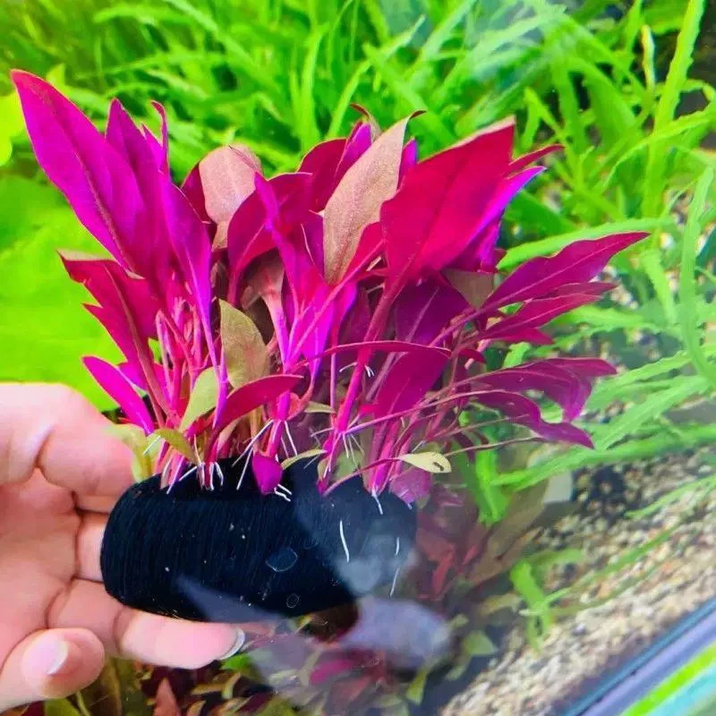 血心兰高端稀有水下叶坨装红色水草鱼缸后景装饰耐热水草