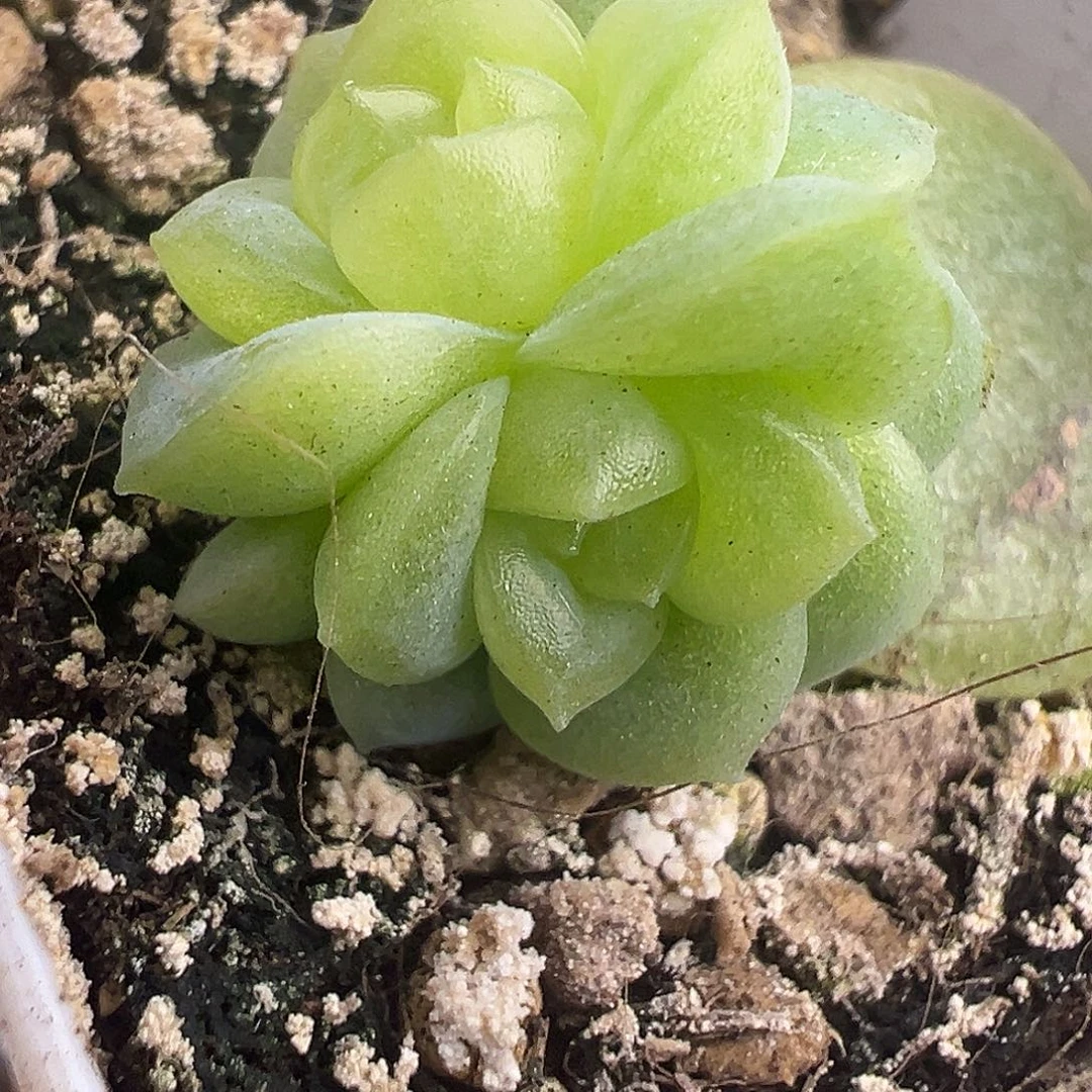 小家碧玉双头。