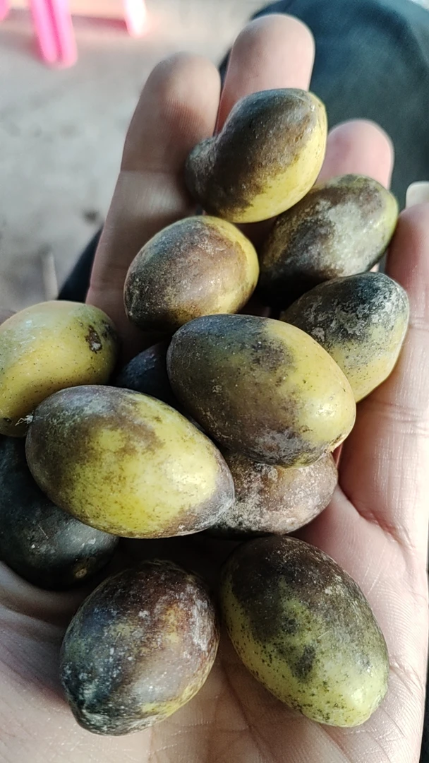 花皮三捻橄榄2-4斤