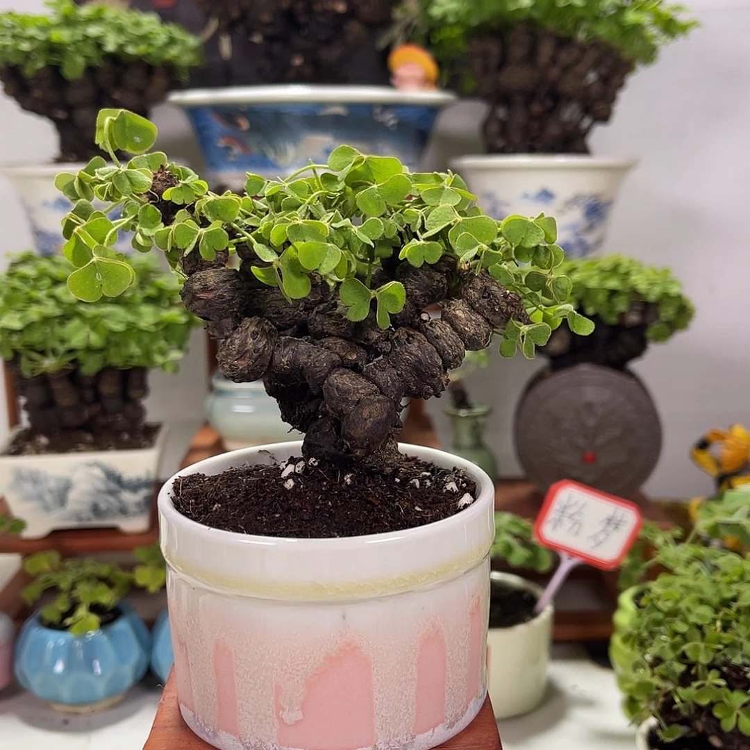 打***两无花朵123645666544