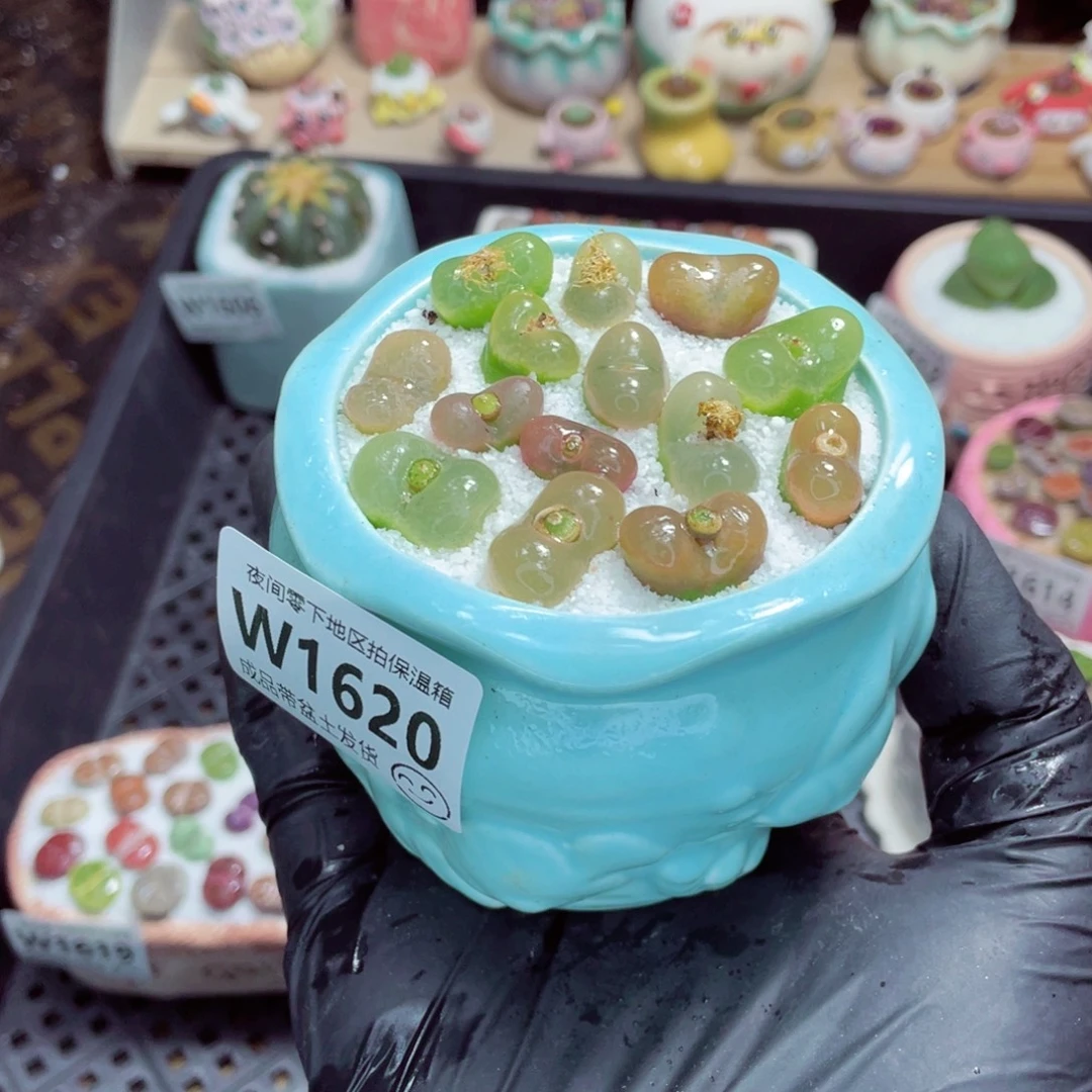 夜间零下地区拍保温箱w1620