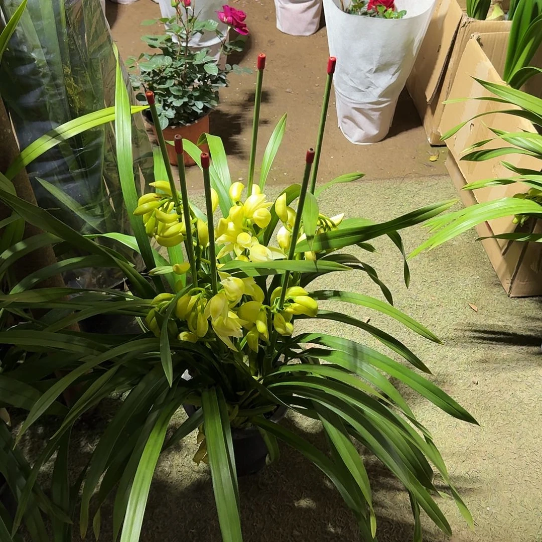 完全开放黄金岁月