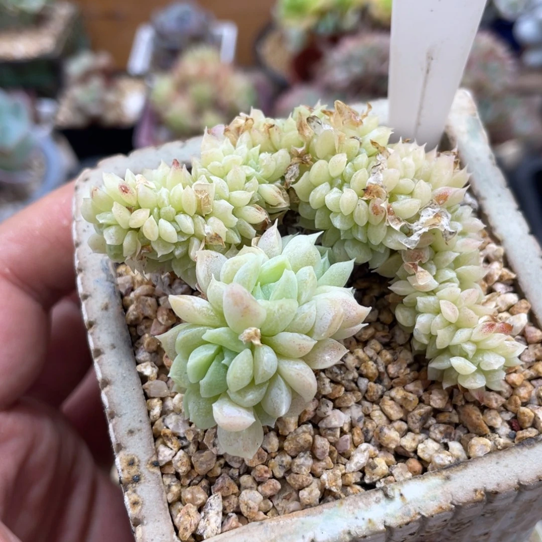 0086白月影不带盆7厘米