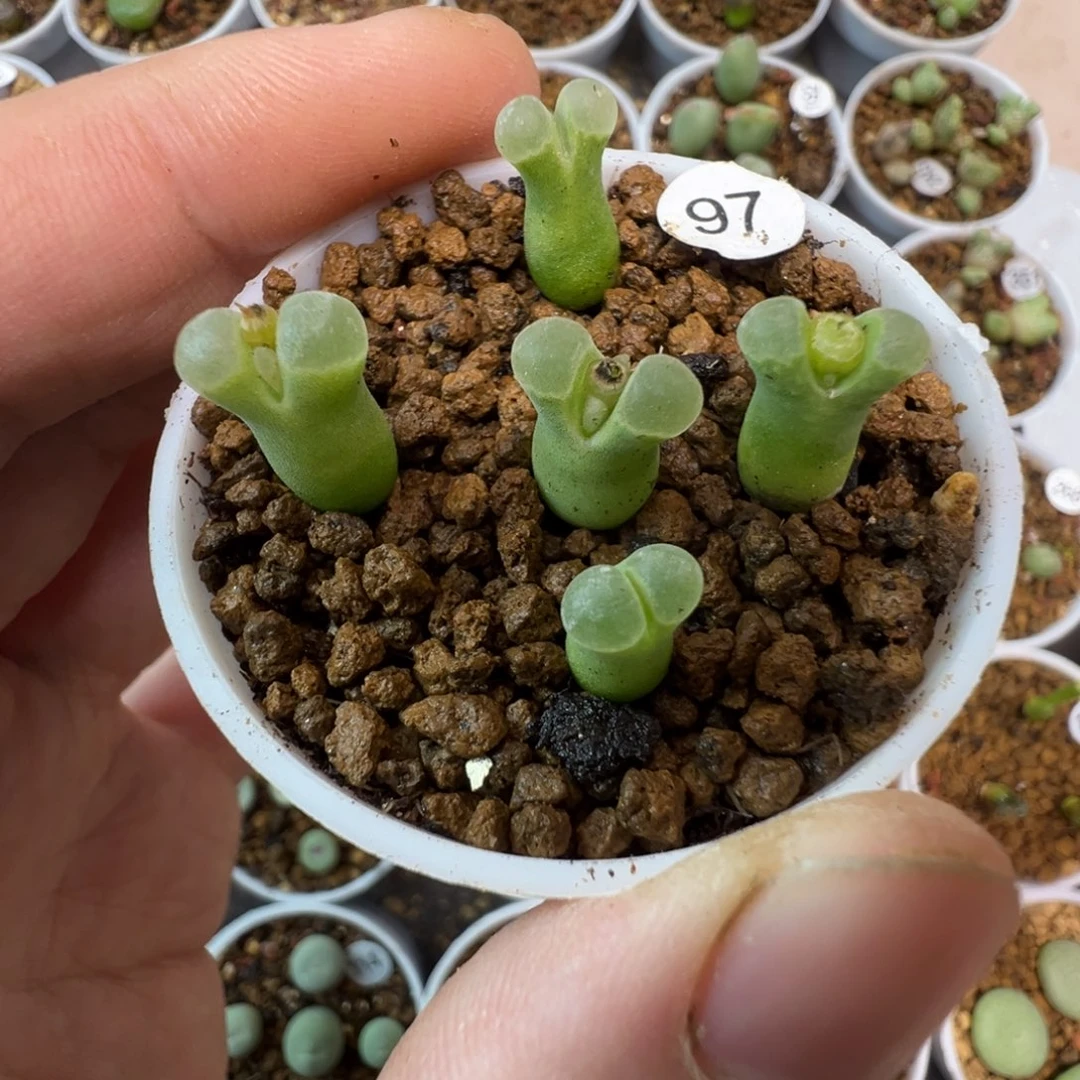 极窗佛肚一颗脱土9700000