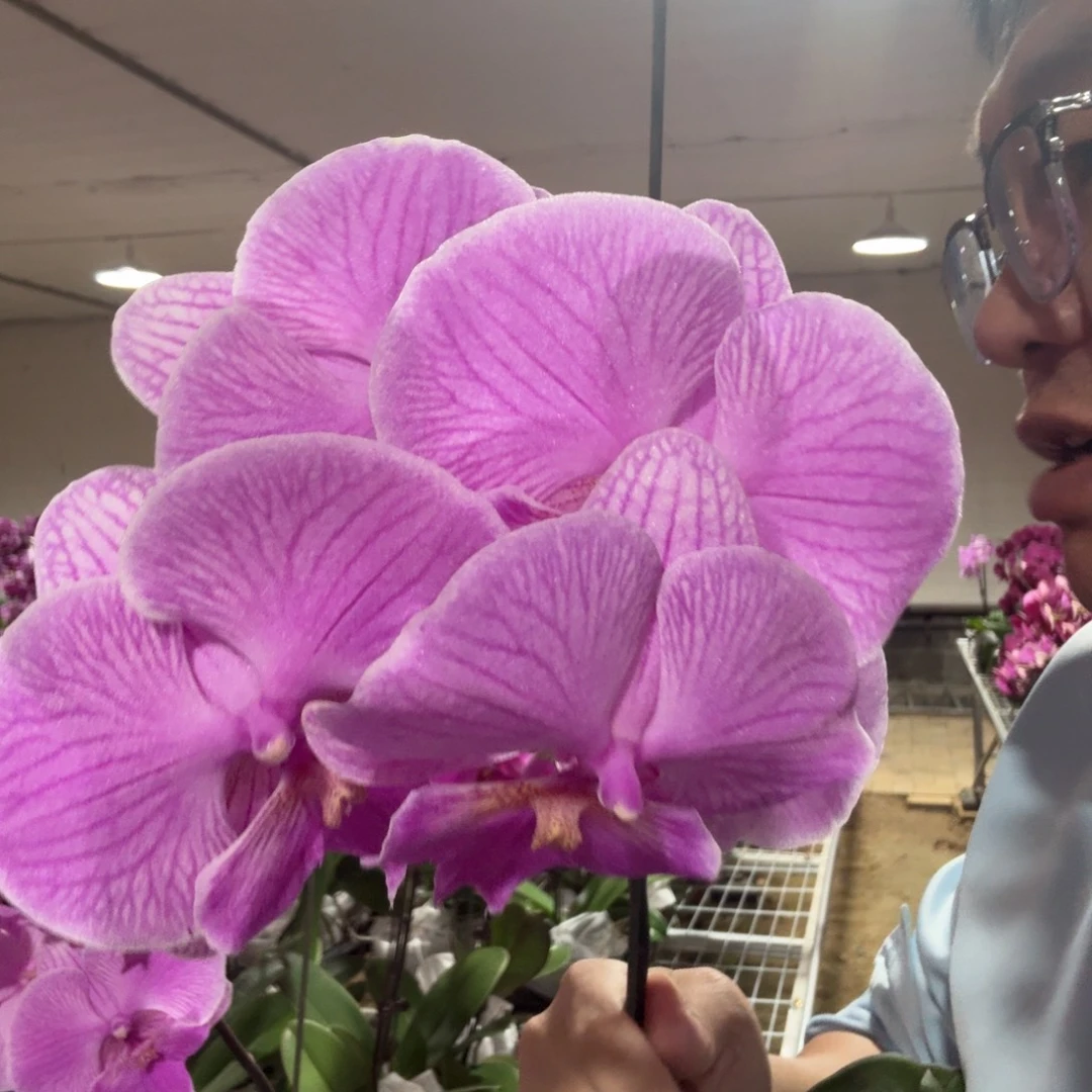 完全开放加里曼丹3.5