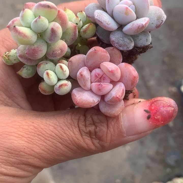 达摩。 雪莲。樱花粉。（满9.99包邮不满9.99发叶子）