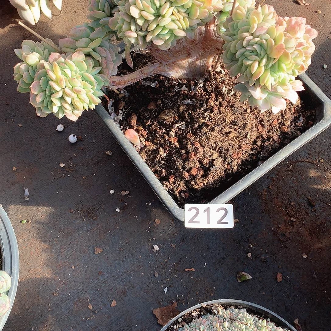 212贝瑞锦 一物一拍多肉