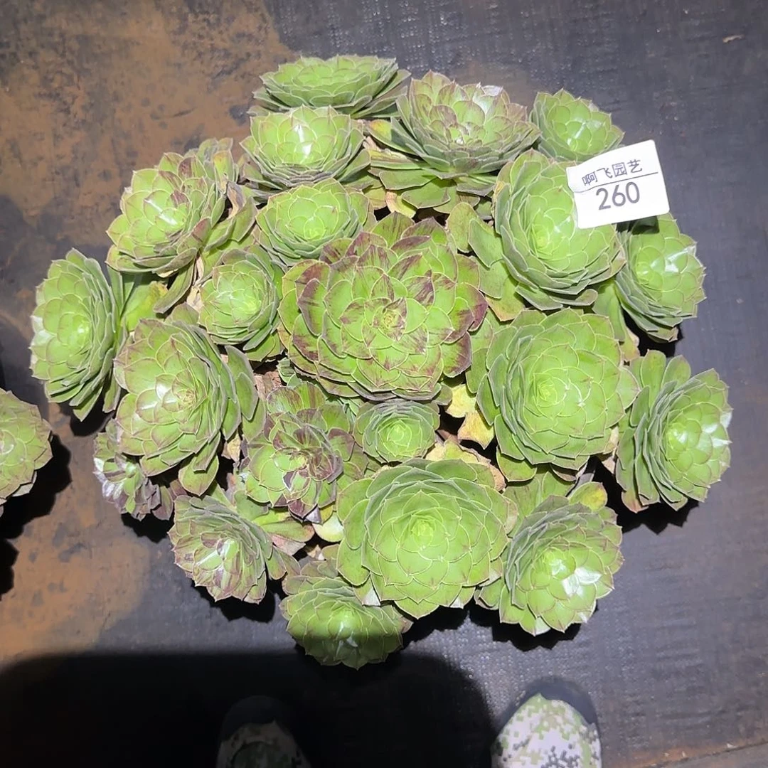 260多肉 花月夜福利