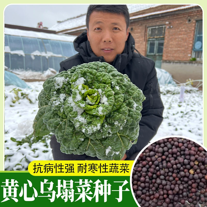 奶油黄心乌种子乌塌菜种子耐寒乌塌菜种子