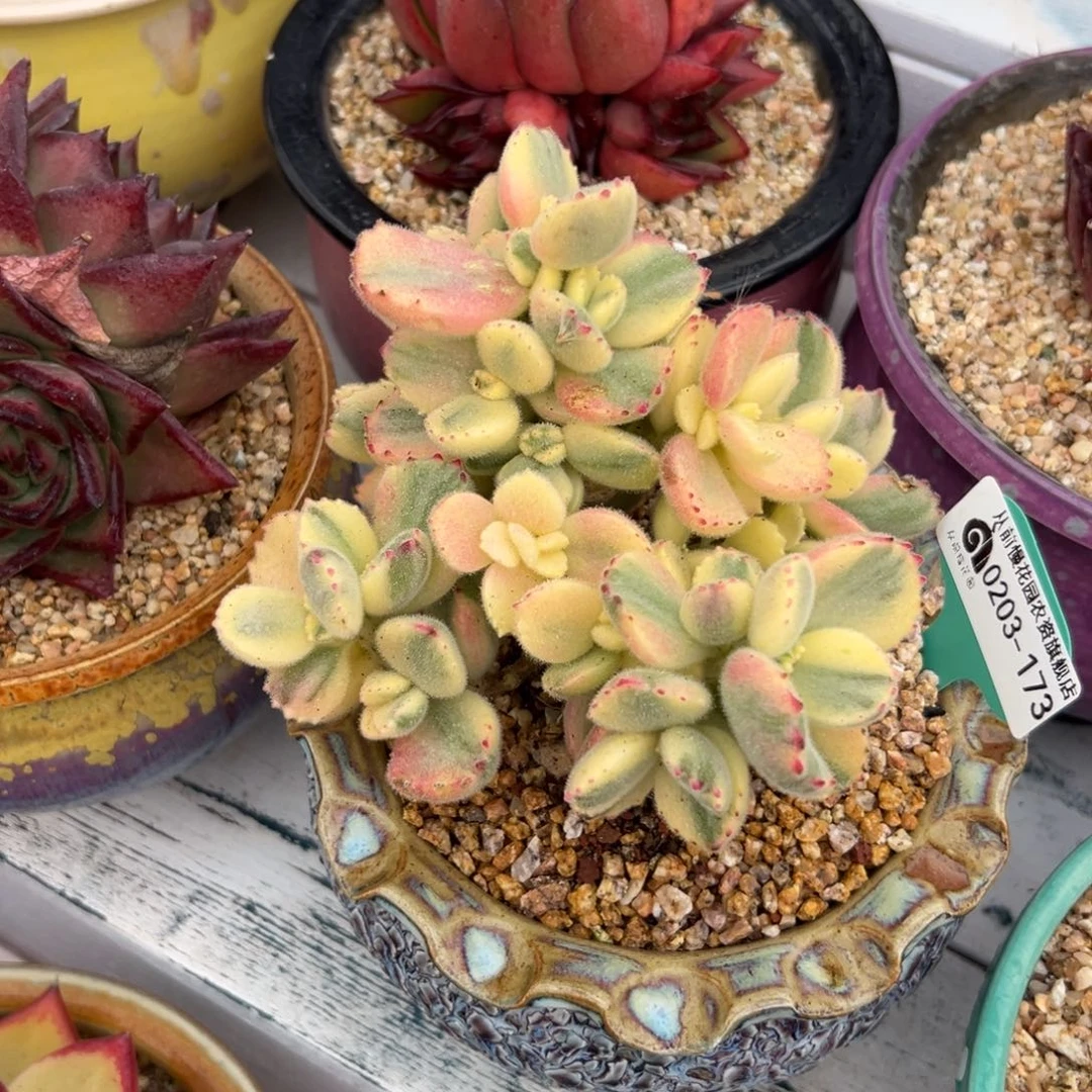 多肉一物一拍0203-173