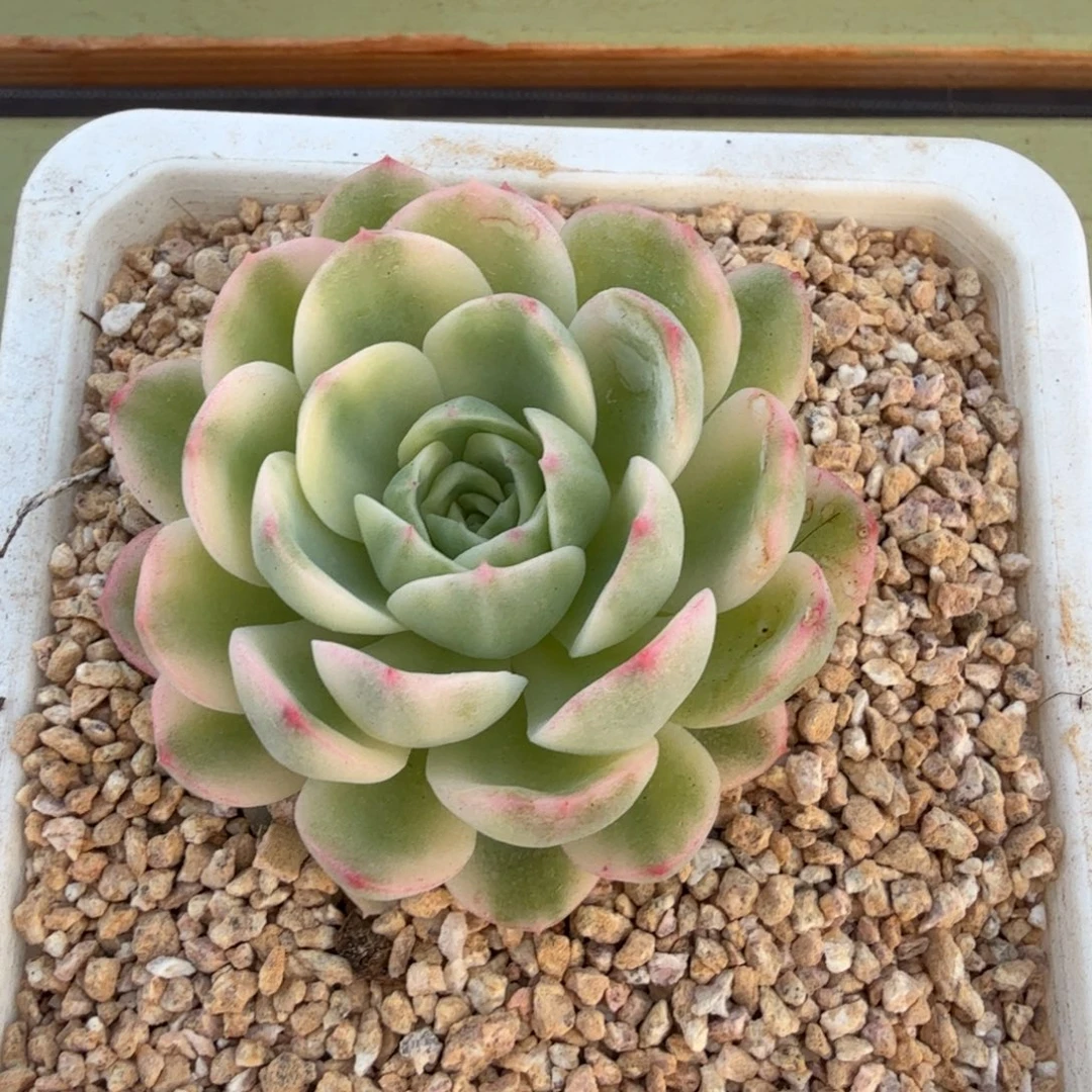 茉莉花锦上园艺一物一拍