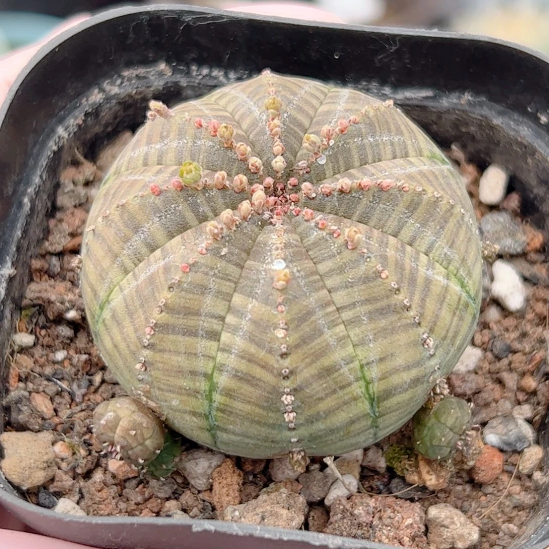 欧系布纹球自根仙人球