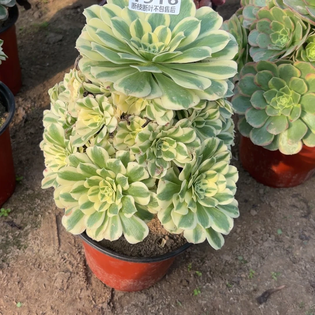 M. 1916迈巴赫多肉1，aaeee