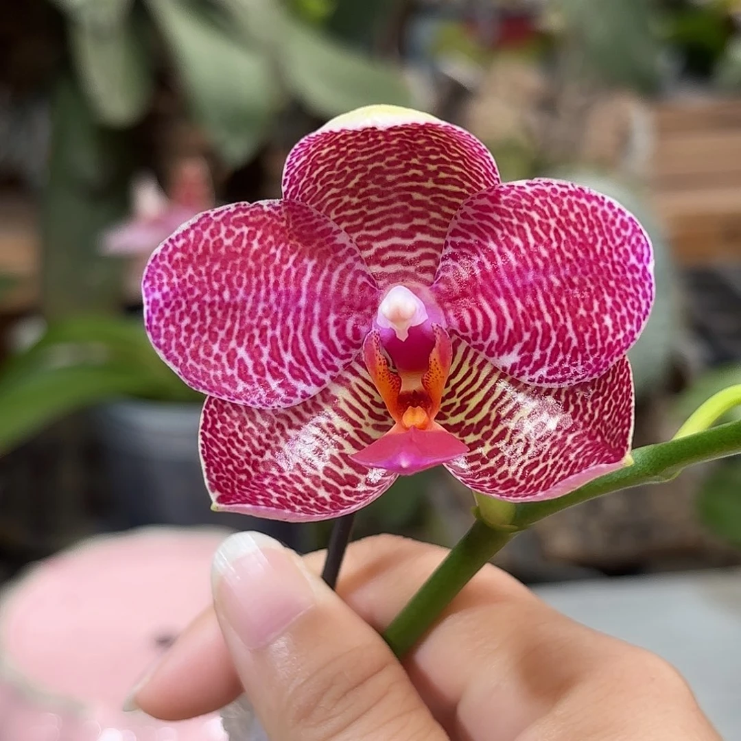 大部分花苞少量开放叮当猫