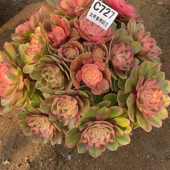 多肉植物荔枝727多肉