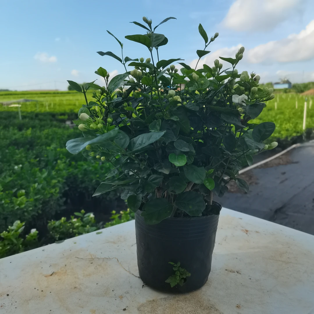 重瓣浓香带花苞茉莉花盆栽可室内外种植好养活花卉