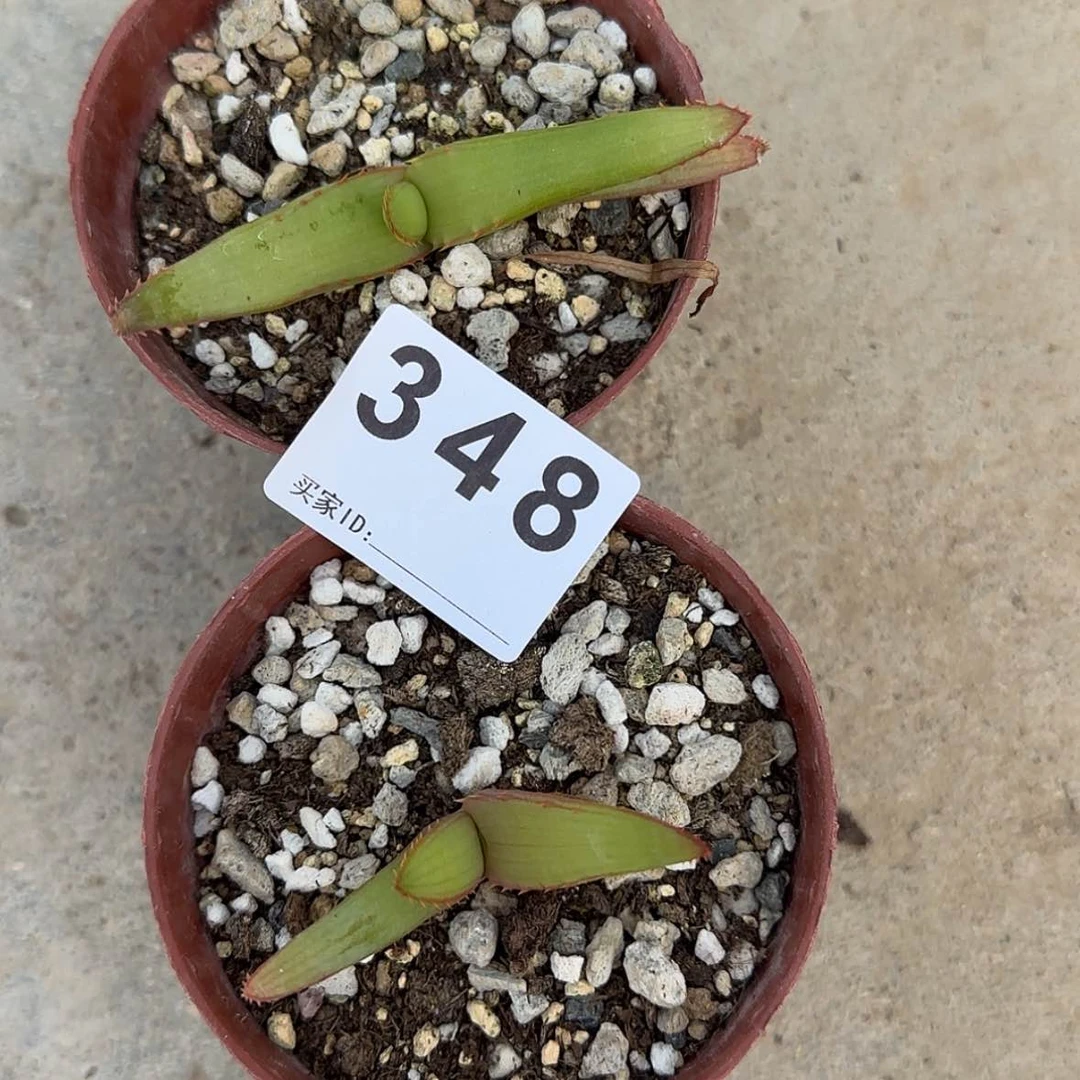 【闪购商品】天*块根植物布纹球