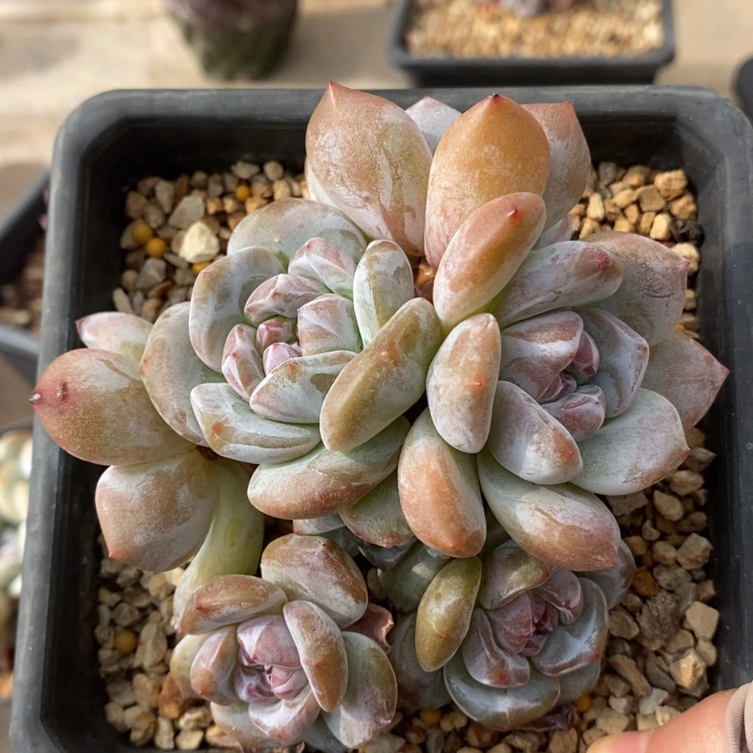 八头绿底紫心 潜力股 有造型