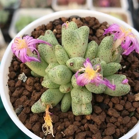 多肉肉锥 28头 草莓斑马