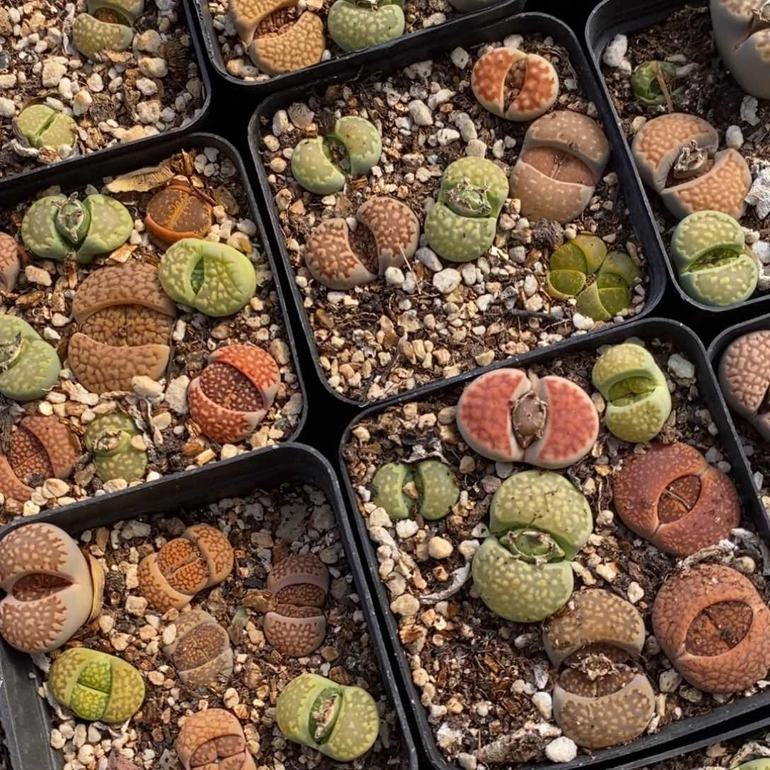 生石花五颗一组一组