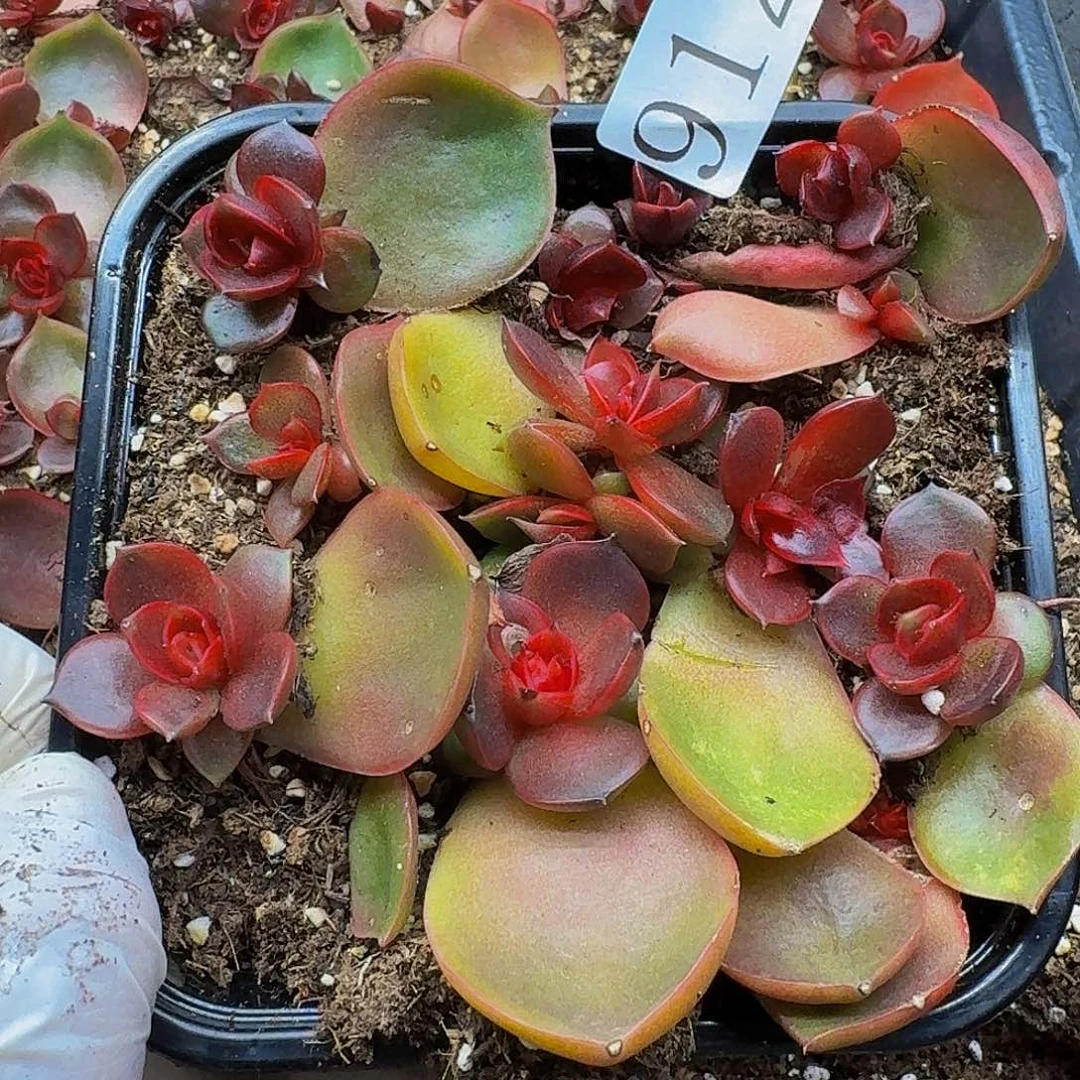 多肉植物多肉植物912