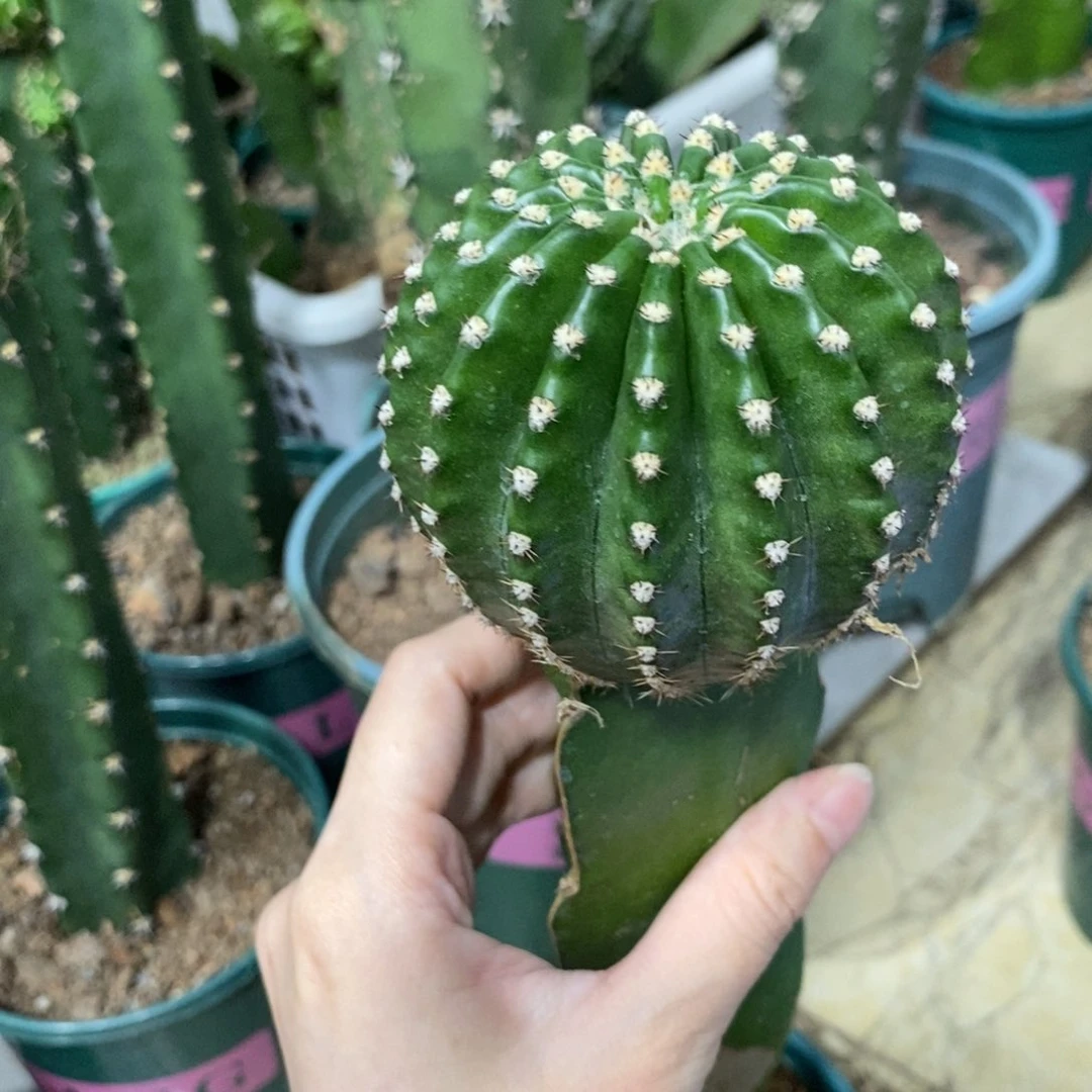 新品彩草凤羽40大母本一个