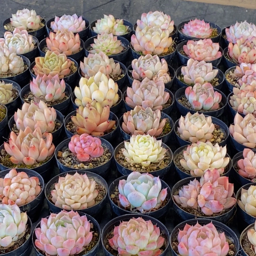 港*657多肉去皮切成小