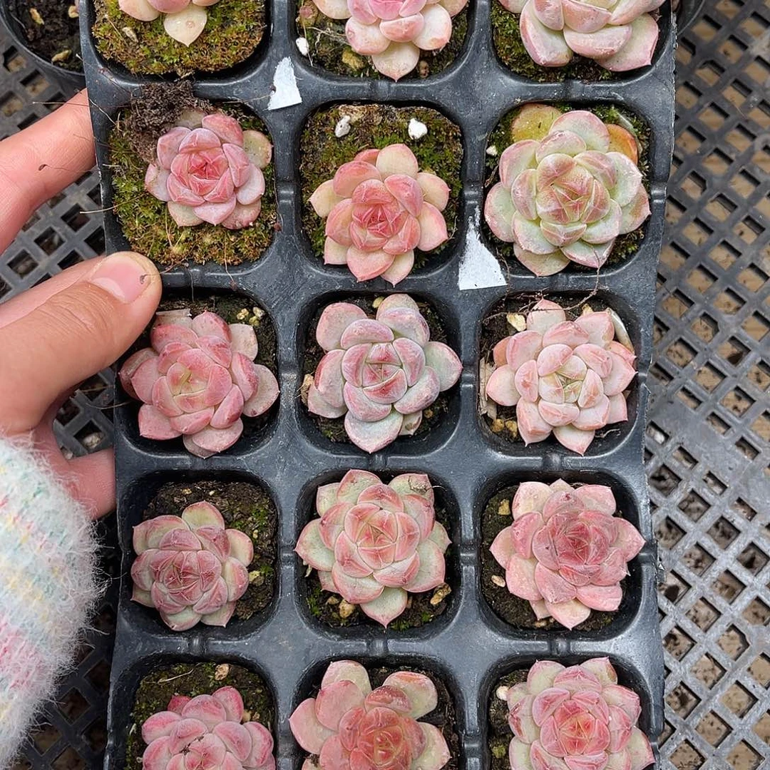 杺***贝多肉一物一拍2-56