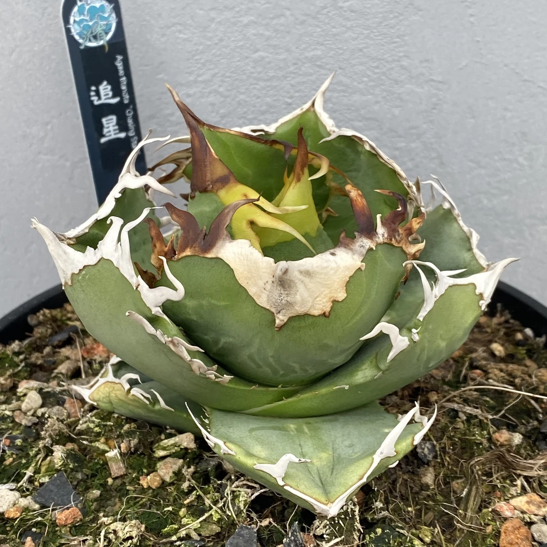 海岛多肉仁王冠龙舌兰纯露养多肉植物潮流绿植盆栽经典稀有植物