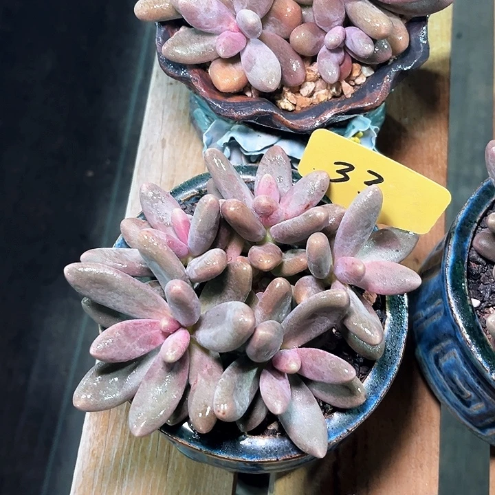 糖果33号码牌子的话题了