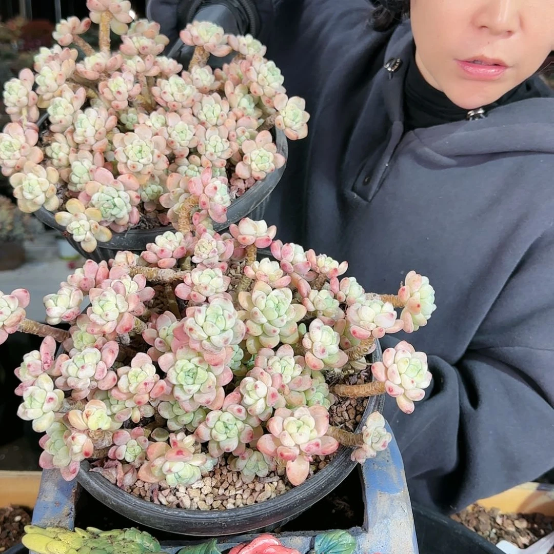 罗琦。一颗58.8        肉