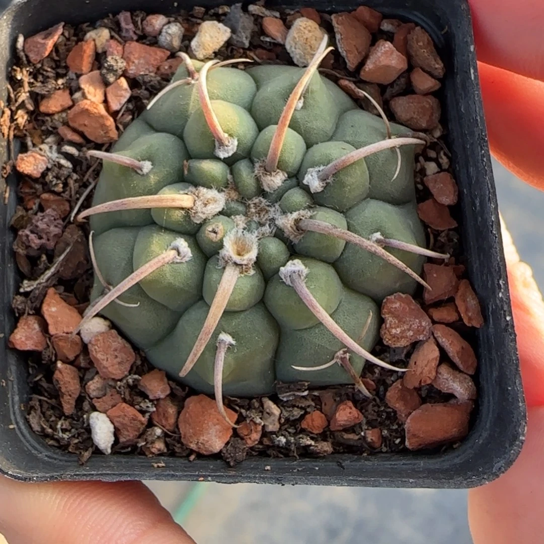 3.9厘米实生螺旋一本刺多肉