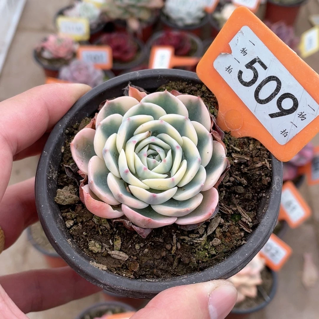 【闪购商品】509号